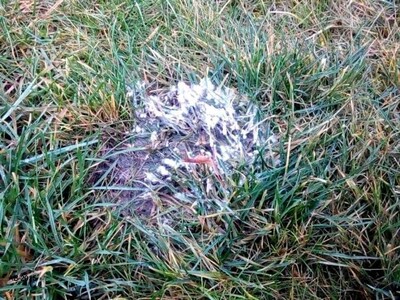 Schneeschimmel richtig bekmpfen | SWARDMAN