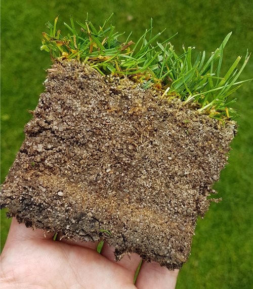 Profil glebowy trawnika z warstwami