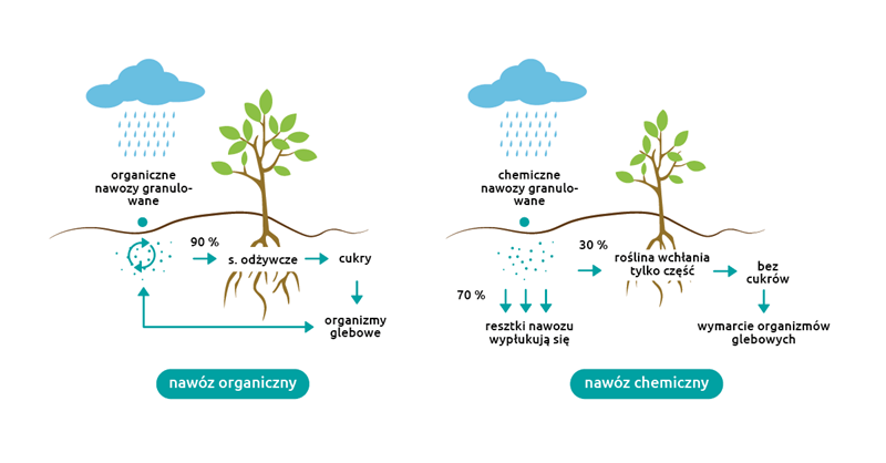 Porównanie nawozów organicznych i chemicznych