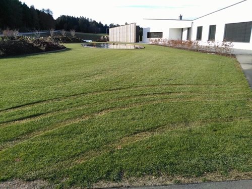 Damaged lawn