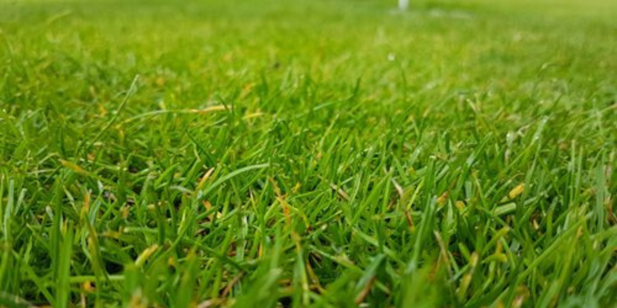 Zdravý zelený trávník