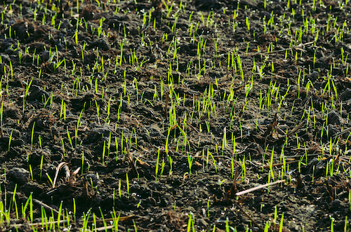 Seeded lawn