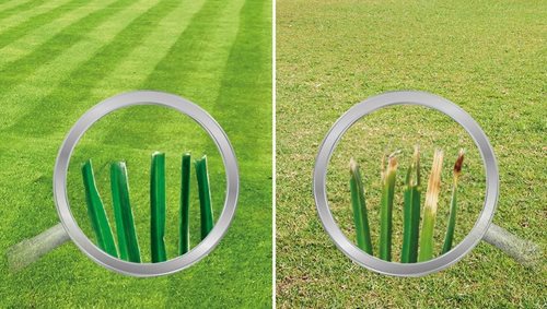 Grass Under Magnifying Glass rotary vs cylinder