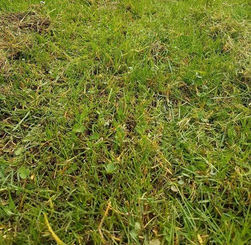 W rezultacie prawidłowo wykonanej wertykulacji na trawniku powstaną bruzdy