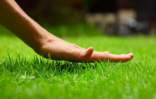 Hand on a lawn