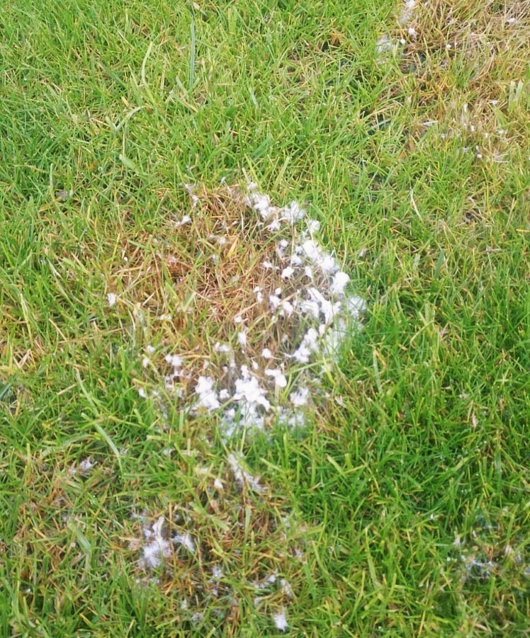 Pleśń śniegowa niszczy trawnik