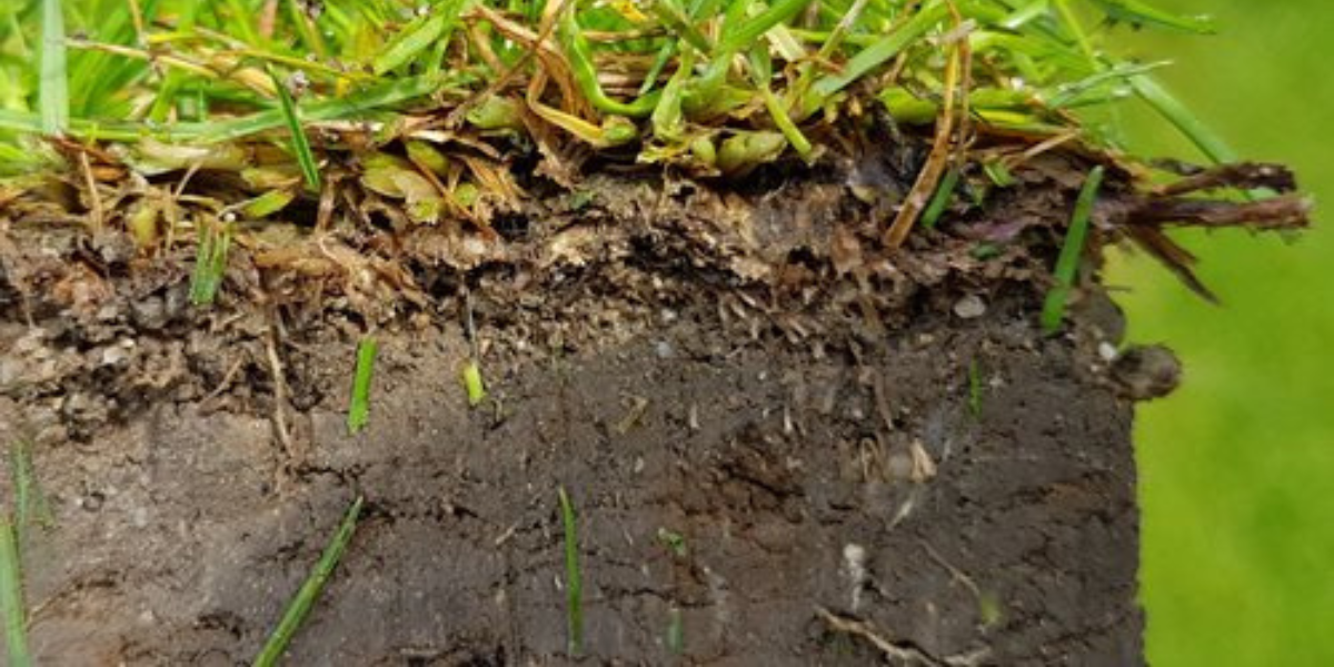 Zhutněný půdní profil